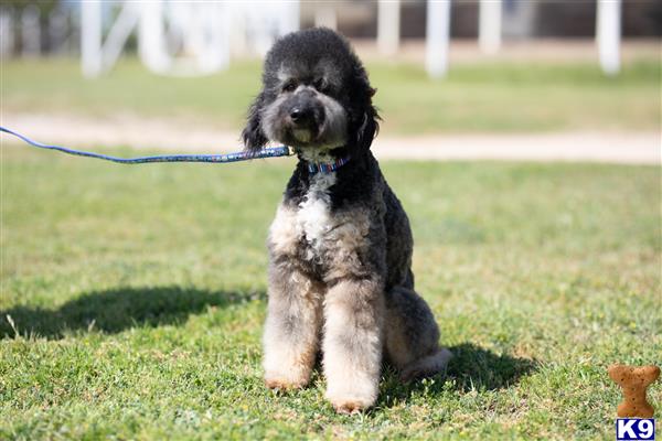 northtexaspuppies Picture 2